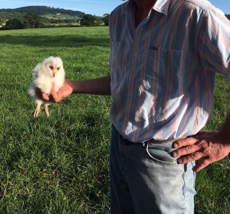 Barn Owl Chick
