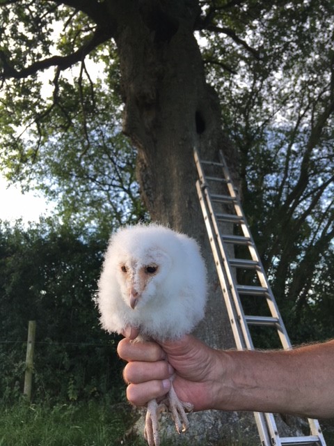Owl chick from tree roost