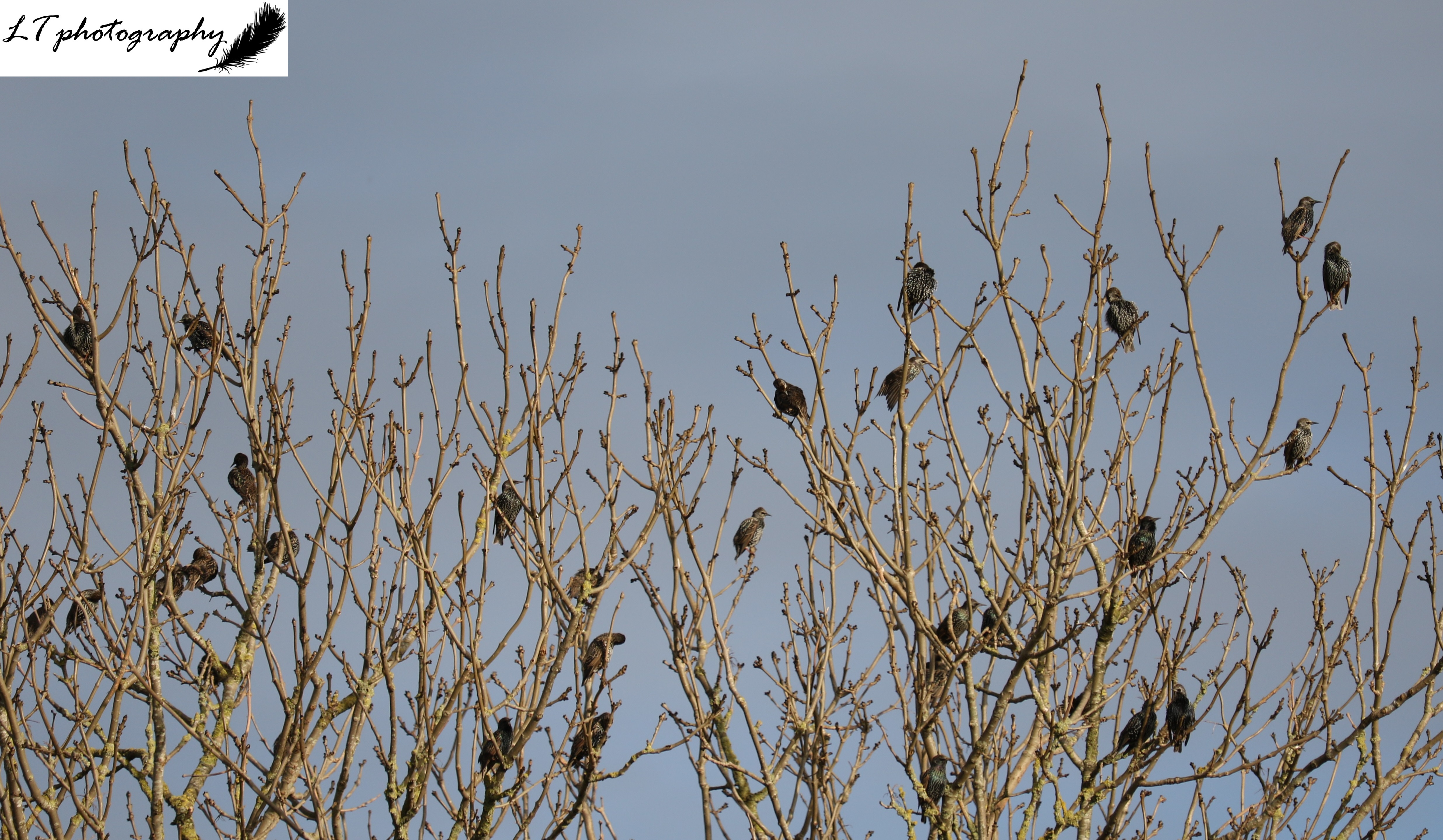 Starlings