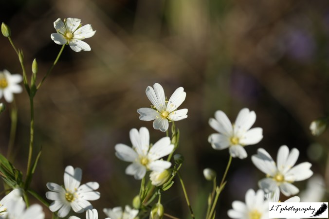 15_04_20_Farm_Flowers_Stitchwort_3