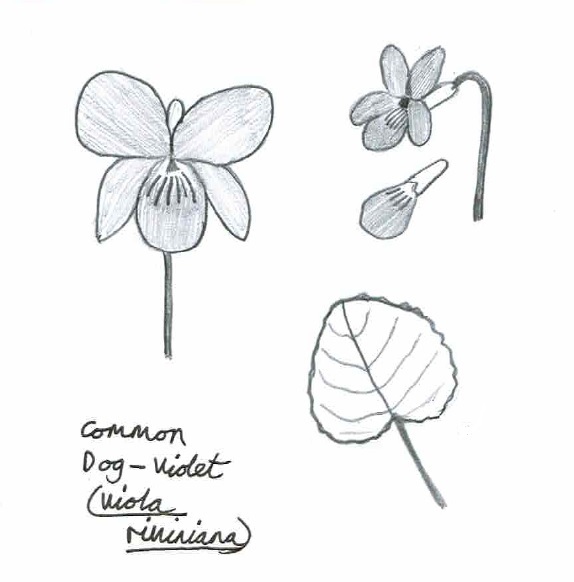 Common Dog-Violet
