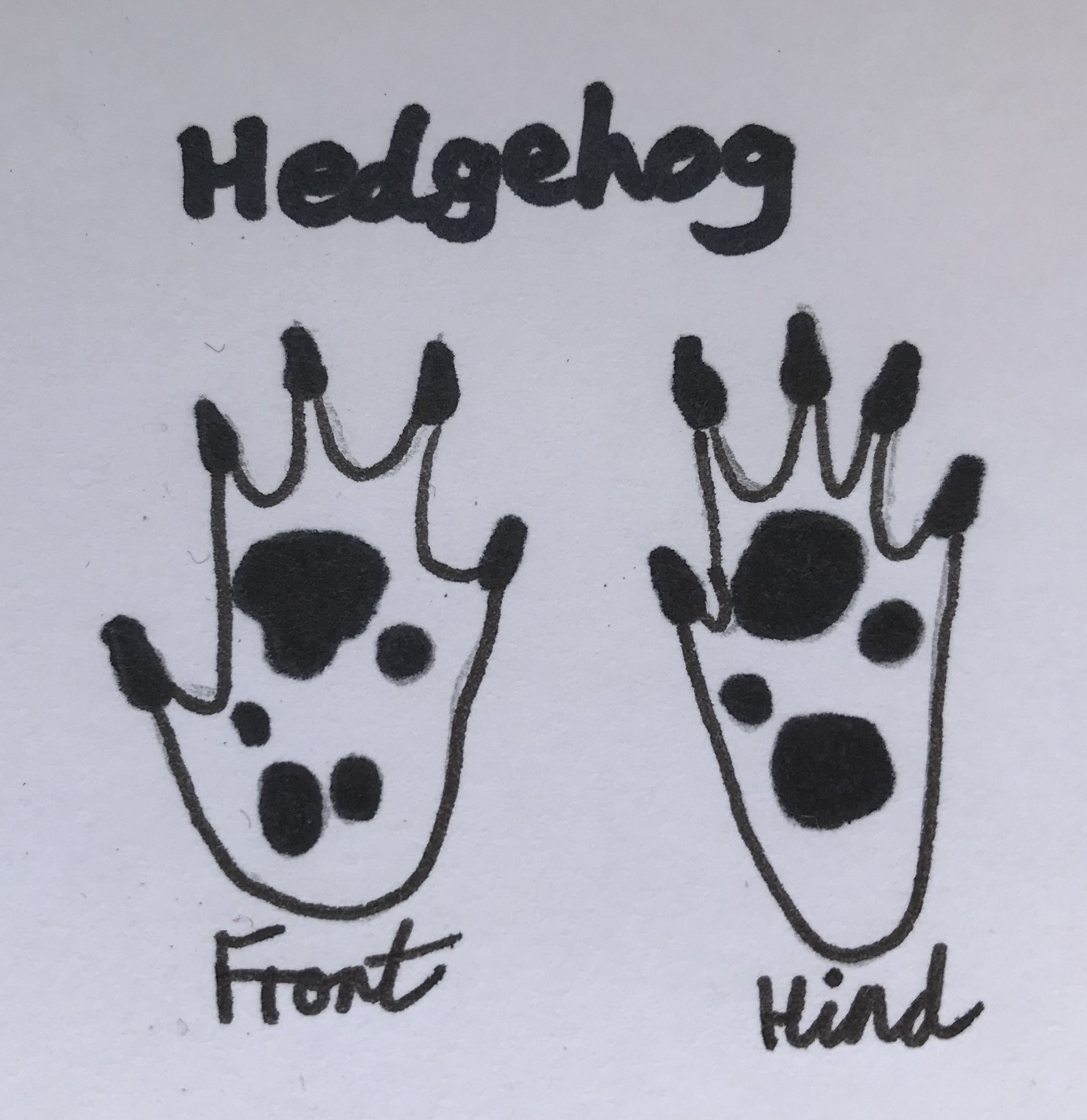 Hedgehog