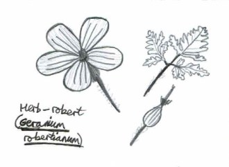 Herb-Robert