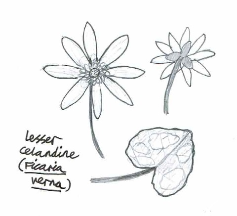 Lesser celandine