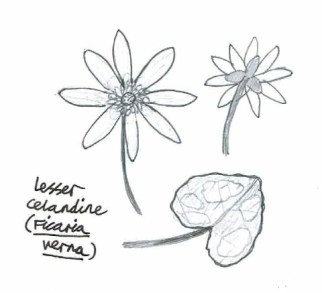Lesser celandine