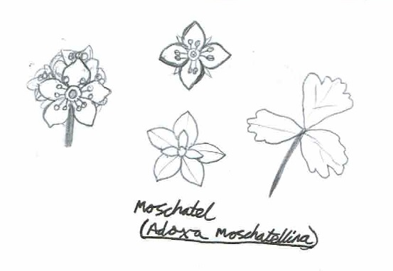 Moschatel