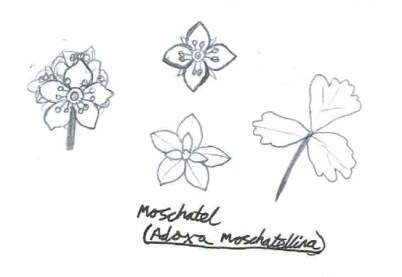 Moschatel