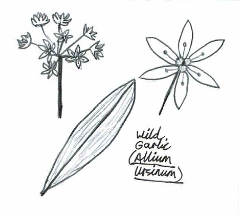 Wild Garlic