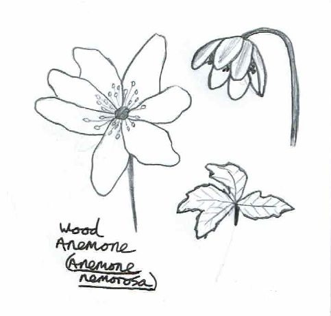 Wood Anemone