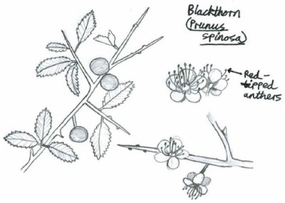 Blackthorn