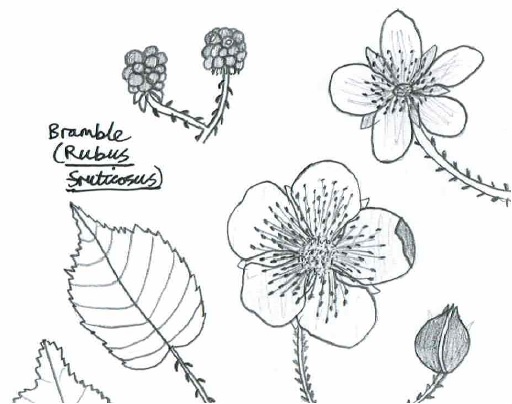 Bramble