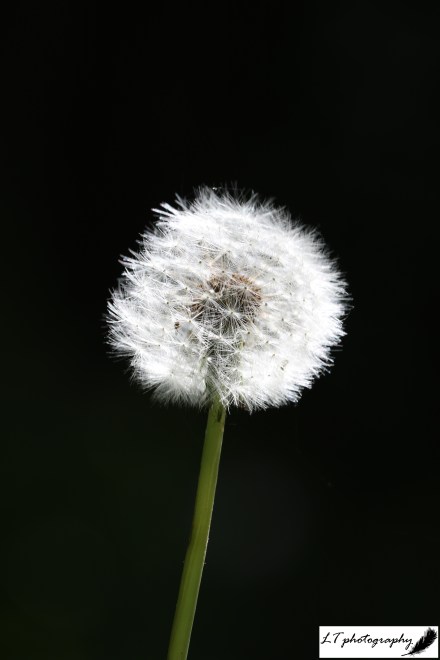 07_05_20_Farm_Dandelion_Seeds_4