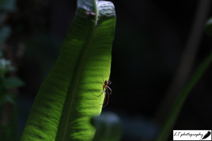 07_05_20_Farm_Hart's-Tongue_Fern_Spider