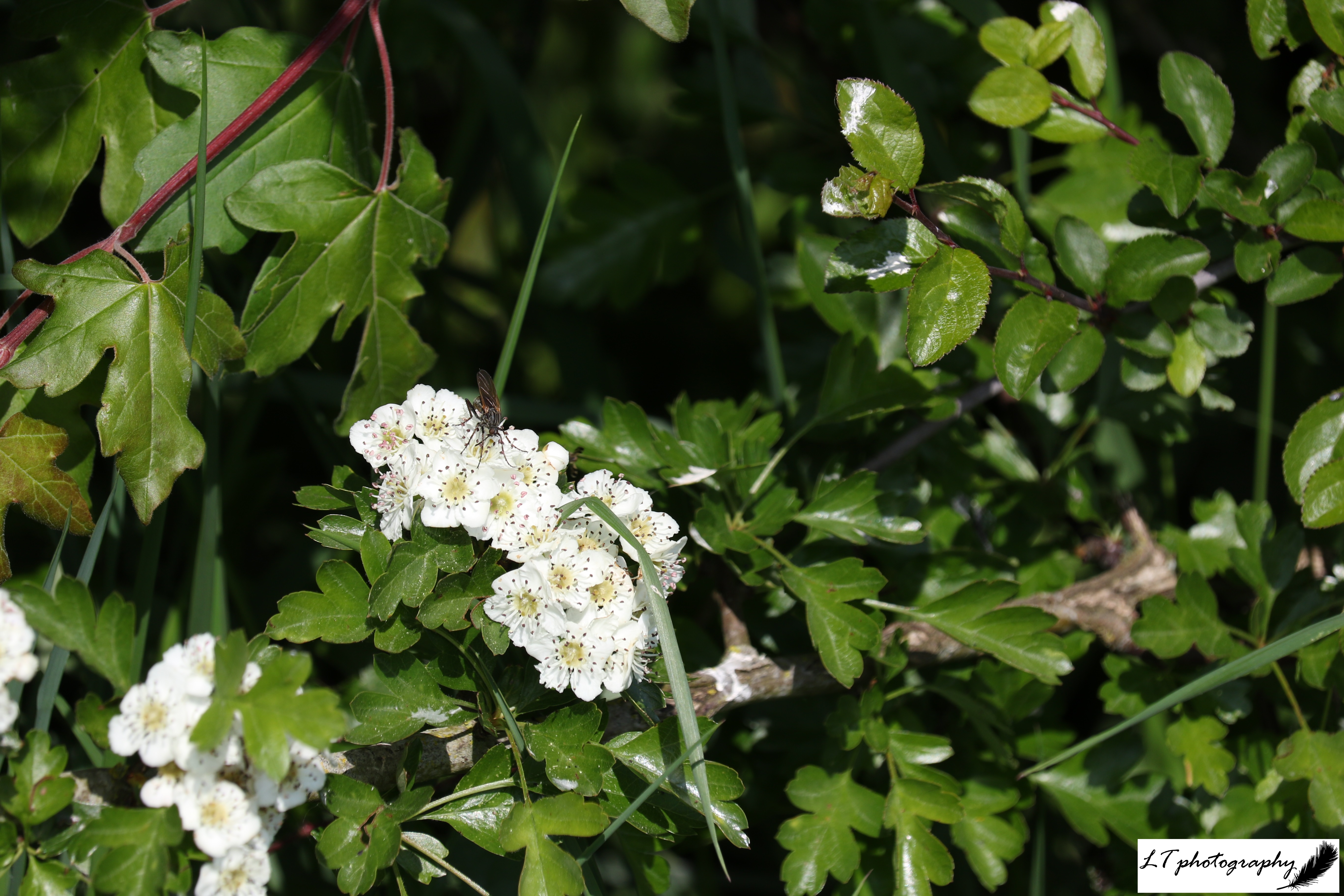 07_05_20_Farm_Hawthorn_Flowers_3