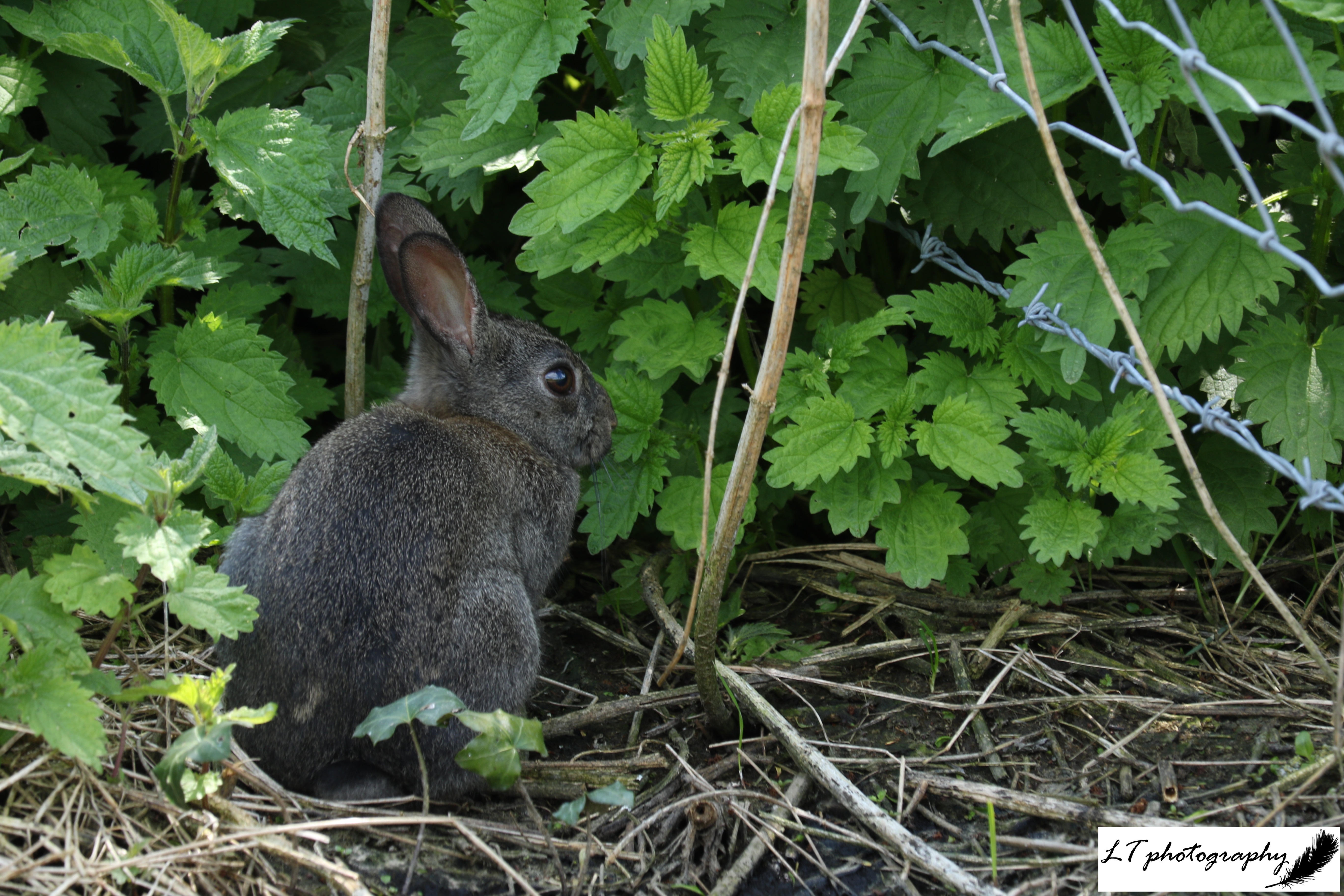 07_05_20_Farm_Rabbit_Baby_Black_6