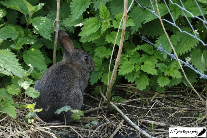 07_05_20_Farm_Rabbit_Baby_Black_6