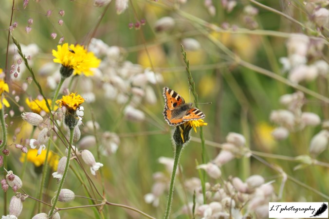 13_06_20_Farm_Chalk_Mound_Rough_Hawkbit_Small_Tortoiseshell_Butterfly_2