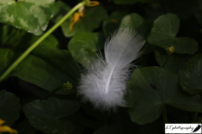 15_04_20_Farm_Badger_Alley_Feather