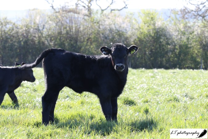 15_04_20_Farm_Beef_Cows_Dream