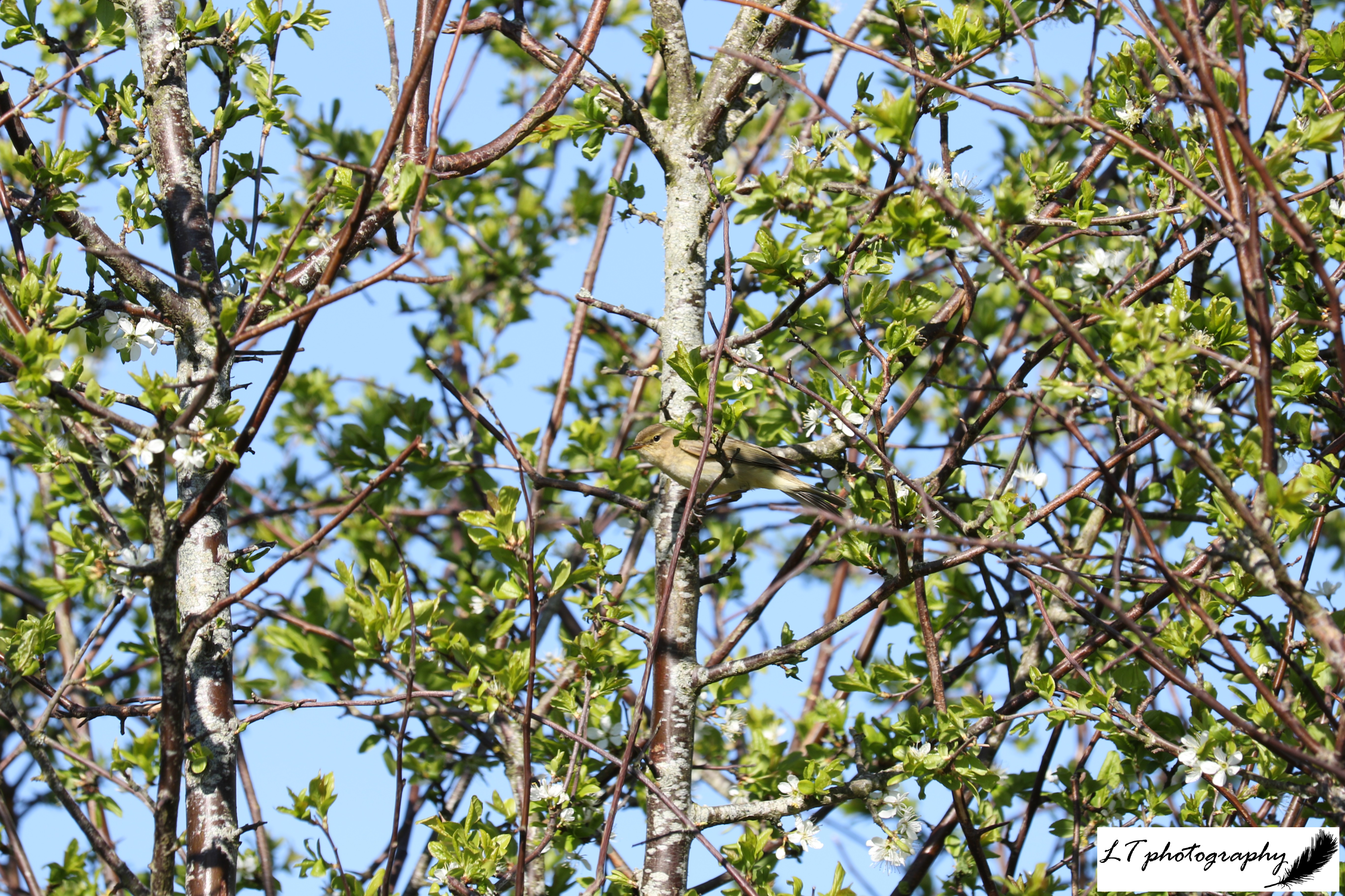 15_04_20_Farm_Bird_Chiffchaff
