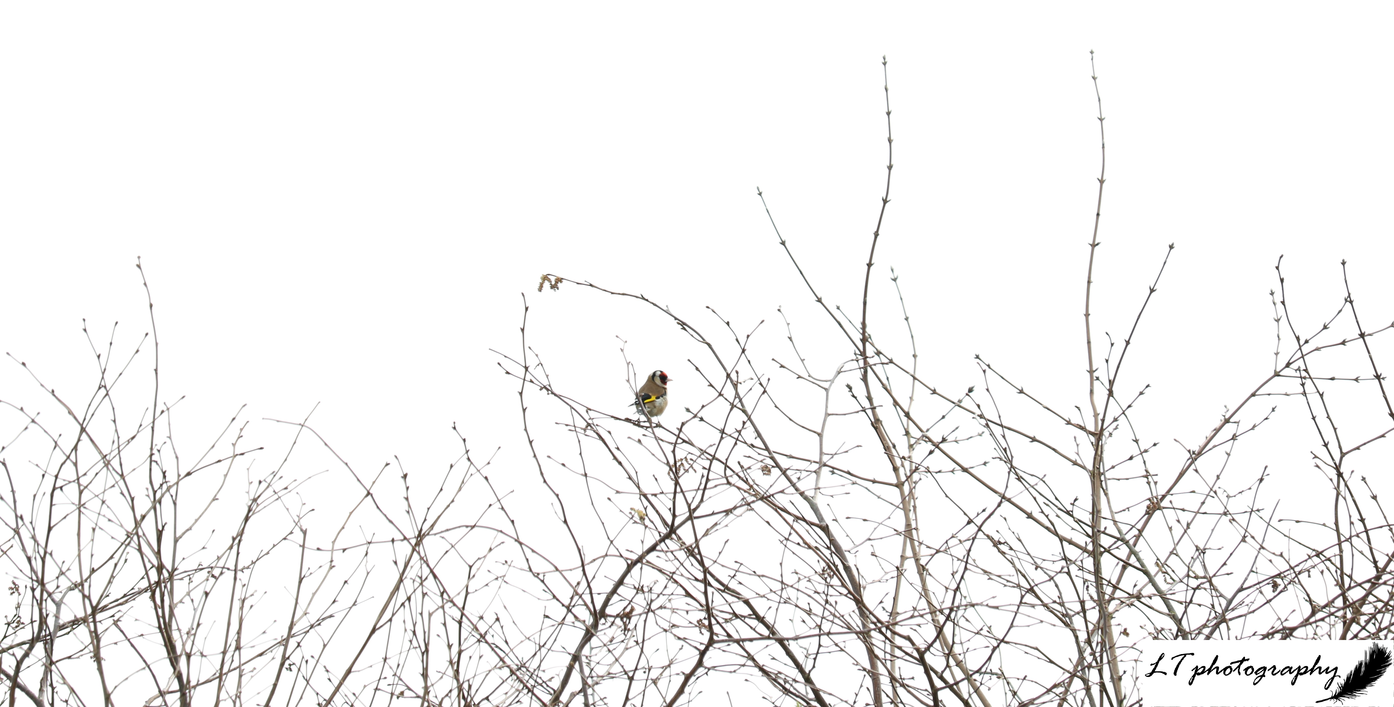 2) 20_03_20_Farm_Goldfinch_2