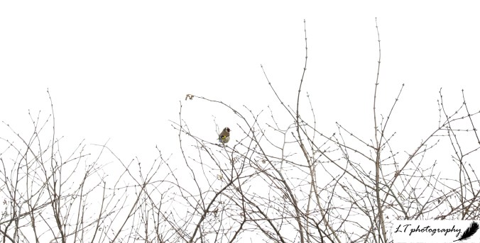 2) 20_03_20_Farm_Goldfinch_2