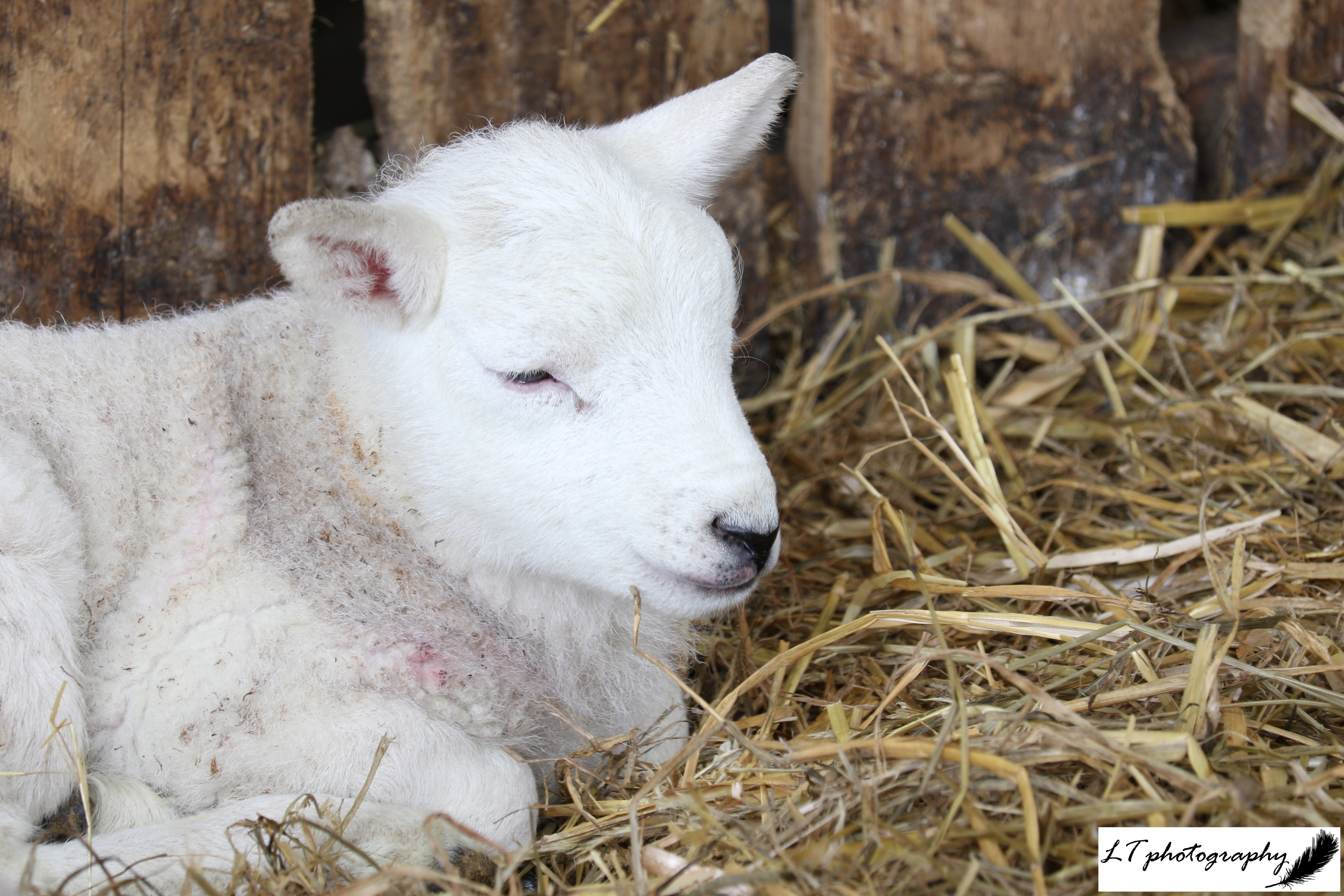 20_03_20_Farm_Lleyn_Lamb_3