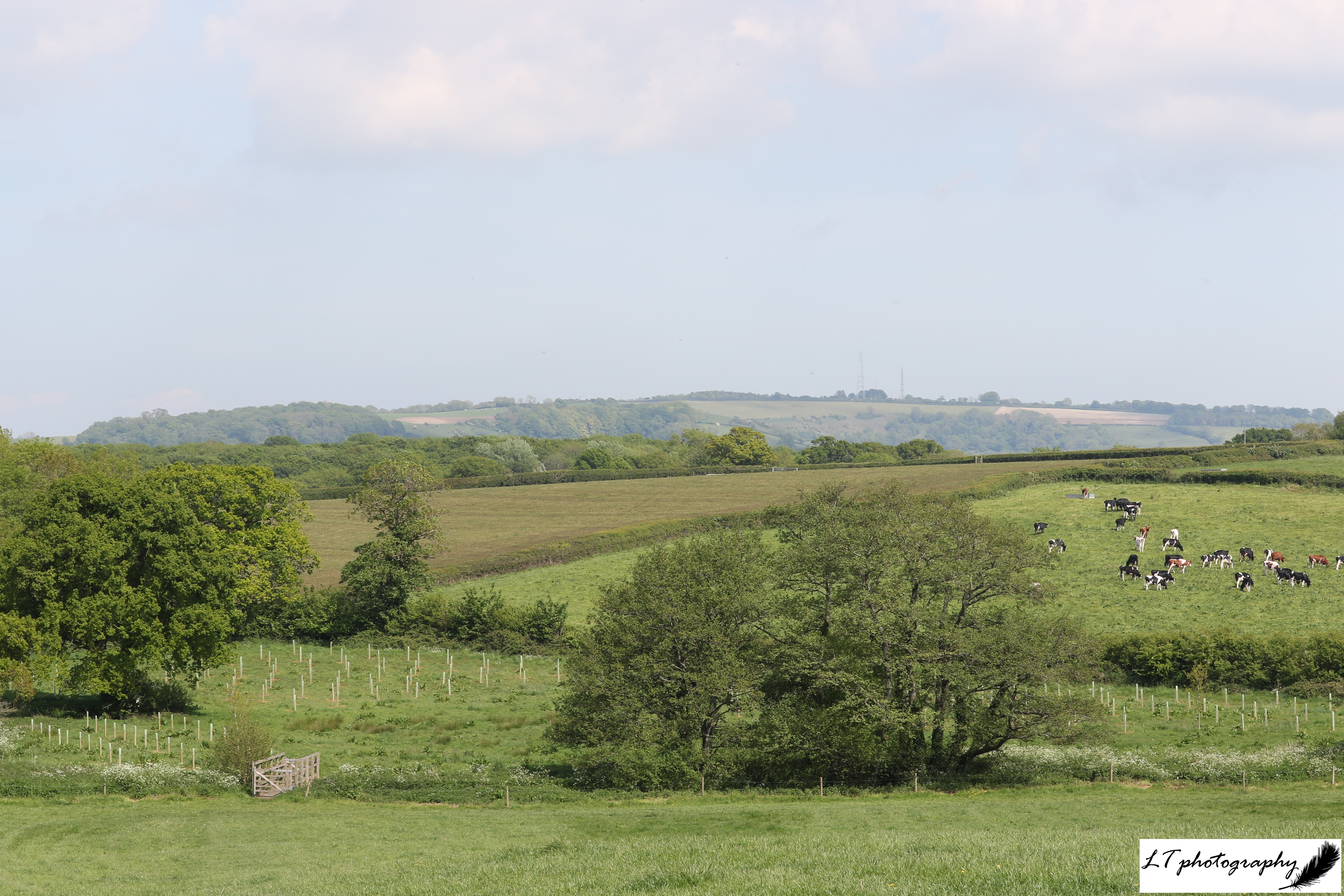 07_05_20_Farm_Bridge_Field_Trees_2