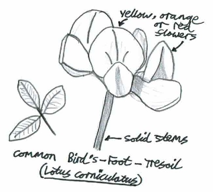 Common Bird's Foot Trefoil