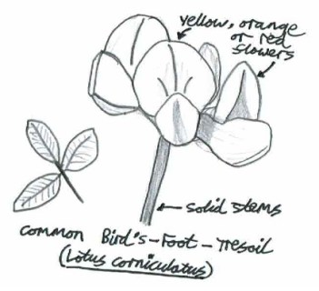 Common Bird's Foot Trefoil