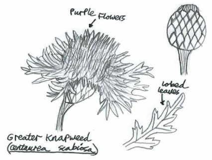 Greater Knapweed