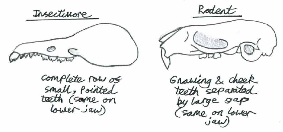 Insectivore vs Rodent