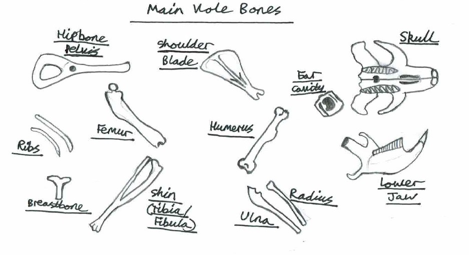 Vole Bones