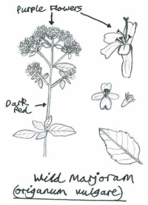 Wild Marjoram