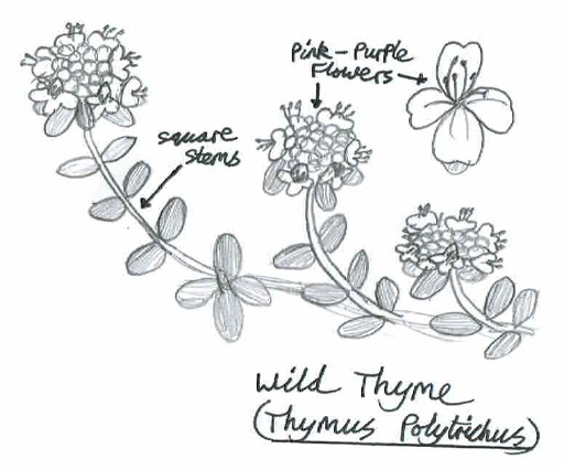 Wild Thyme