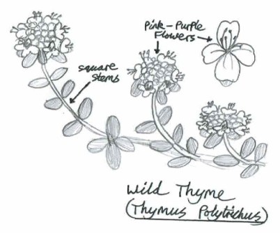 Wild Thyme